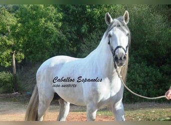 PRE Croisé, Étalon, 5 Ans, 164 cm, Gris