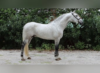 PRE, Étalon, 5 Ans, 164 cm, Gris pommelé