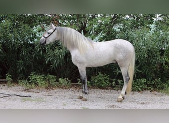 PRE, Étalon, 5 Ans, 164 cm, Gris pommelé