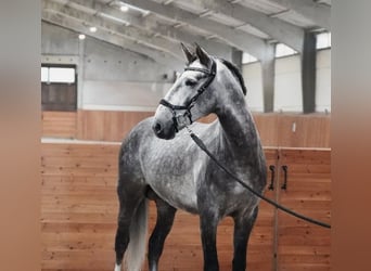 PRE, Étalon, 5 Ans, 164 cm, Gris pommelé