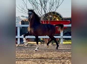 PRE Croisé, Étalon, 5 Ans, 164 cm, Gris pommelé