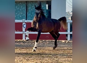 PRE Croisé, Étalon, 5 Ans, 164 cm, Gris pommelé