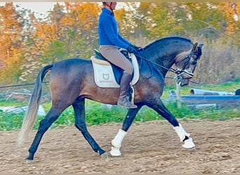 PRE Croisé, Étalon, 5 Ans, 164 cm, Gris pommelé