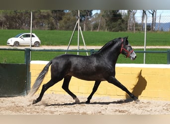 PRE Croisé, Étalon, 5 Ans, 164 cm, Gris pommelé