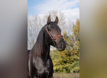 PRE, Étalon, 5 Ans, 164 cm, Noir
