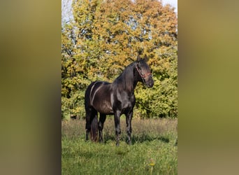 PRE Croisé, Étalon, 5 Ans, 164 cm, Noir