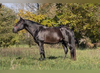 PRE Croisé, Étalon, 5 Ans, 164 cm, Noir