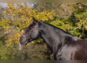 PRE Croisé, Étalon, 5 Ans, 164 cm, Noir