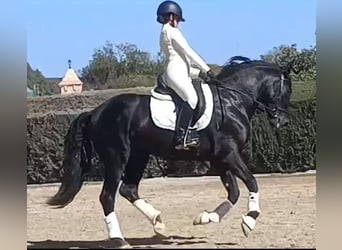 PRE Croisé, Étalon, 5 Ans, 164 cm, Noir