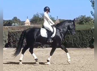 PRE Croisé, Étalon, 5 Ans, 164 cm, Noir