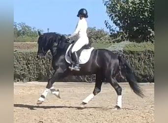 PRE Croisé, Étalon, 5 Ans, 164 cm, Noir