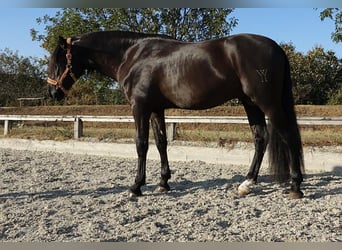 PRE Croisé, Étalon, 5 Ans, 164 cm, Noir