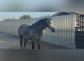 PRE Croisé, Étalon, 5 Ans, 164 cm, Rouan bleu