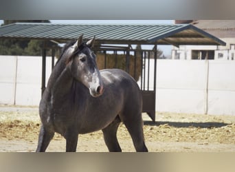 PRE Croisé, Étalon, 5 Ans, 164 cm, Rouan bleu