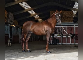 PRE Croisé, Étalon, 5 Ans, 165 cm, Alezan brûlé