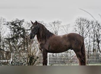 PRE Croisé, Étalon, 5 Ans, 165 cm, Alezan brûlé