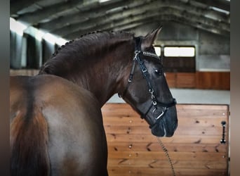 PRE Croisé, Étalon, 5 Ans, 165 cm, Alezan brûlé