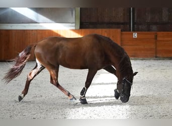 PRE Croisé, Étalon, 5 Ans, 165 cm, Alezan brûlé