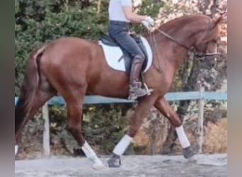 PRE Croisé, Étalon, 5 Ans, 165 cm, Alezan brûlé
