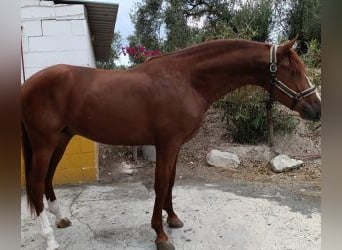 PRE Croisé, Étalon, 5 Ans, 165 cm, Alezan brûlé