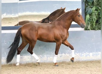 PRE Croisé, Étalon, 5 Ans, 165 cm, Alezan