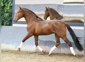 PRE Croisé, Étalon, 5 Ans, 165 cm, Alezan