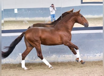 PRE Croisé, Étalon, 5 Ans, 165 cm, Alezan