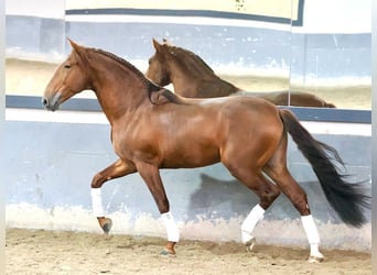 PRE Croisé, Étalon, 5 Ans, 165 cm, Alezan