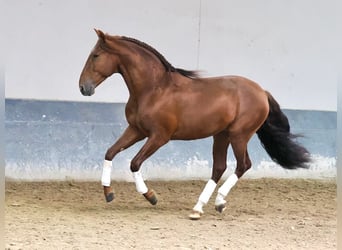 PRE Croisé, Étalon, 5 Ans, 165 cm, Alezan