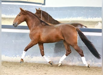 PRE Croisé, Étalon, 5 Ans, 165 cm, Alezan