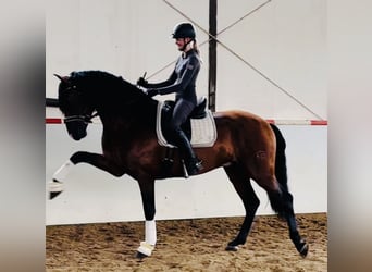 PRE Croisé, Étalon, 5 Ans, 165 cm, Bai brun