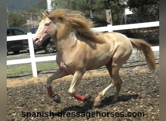 PRE Croisé, Étalon, 5 Ans, 165 cm, Cremello