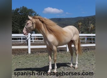 PRE Croisé, Étalon, 5 Ans, 165 cm, Cremello