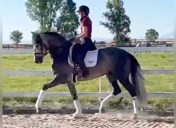 PRE Croisé, Étalon, 5 Ans, 165 cm, Gris