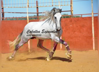 PRE, Étalon, 5 Ans, 165 cm, Gris