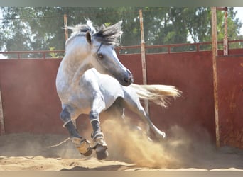 PRE, Étalon, 5 Ans, 165 cm, Gris