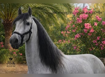 PRE, Étalon, 5 Ans, 165 cm, Gris