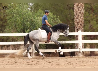 PRE, Étalon, 5 Ans, 165 cm, Gris pommelé