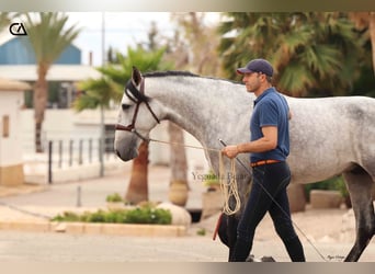 PRE, Étalon, 5 Ans, 165 cm, Gris pommelé