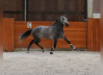 PRE, Étalon, 5 Ans, 165 cm, Gris pommelé