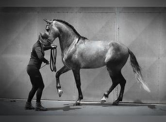 PRE, Étalon, 5 Ans, 165 cm, Gris pommelé