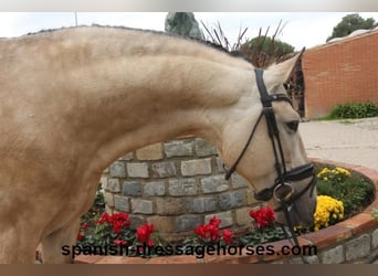 PRE Croisé, Étalon, 5 Ans, 165 cm, Isabelle