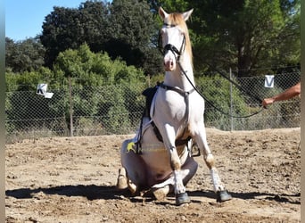 PRE, Étalon, 5 Ans, 165 cm, Perle