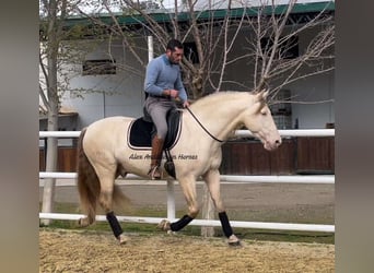 PRE Croisé, Étalon, 5 Ans, 165 cm, Perlino