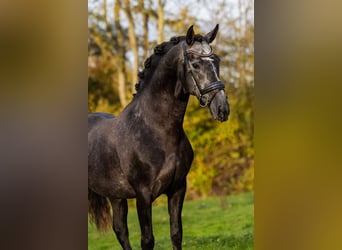 PRE, Étalon, 5 Ans, 165 cm, Rouan bleu