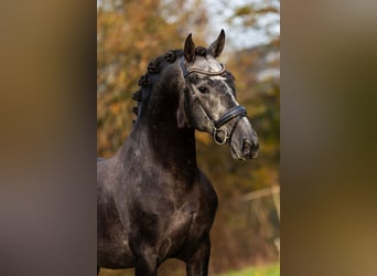 PRE, Étalon, 5 Ans, 165 cm, Rouan bleu