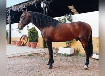 PRE Croisé, Étalon, 5 Ans, 166 cm, Bai cerise