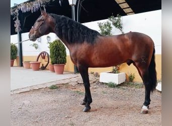 PRE Croisé, Étalon, 5 Ans, 166 cm, Bai cerise