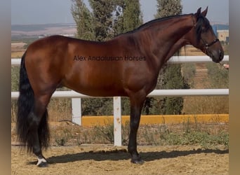 PRE Croisé, Étalon, 5 Ans, 166 cm, Bai