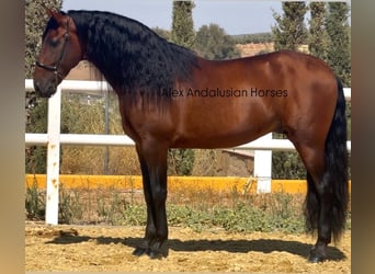 PRE Croisé, Étalon, 5 Ans, 166 cm, Bai
